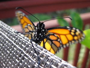 Monarch 