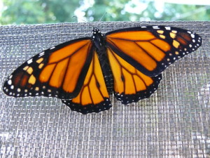 Monarch