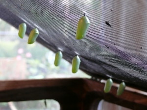 Monarch